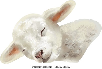 Cute White Lamb Lying