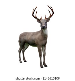 Cute White Tailed Deer Looking Camera Stock Illustration 1146613109 ...