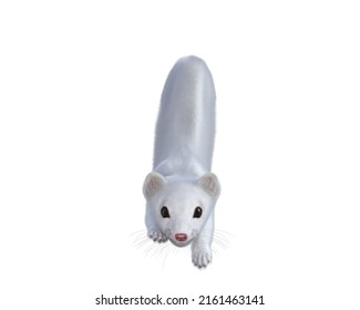 
Cute White Weasel 3 D Illustration