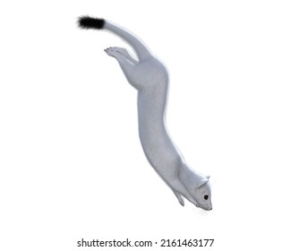 
Cute White Weasel 3 D Illustration