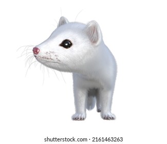 
Cute White Weasel 3 D Illustration