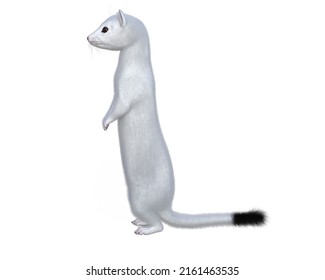 
Cute White Weasel 3 D Illustration