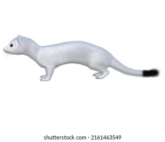 
Cute White Weasel 3 D Illustration