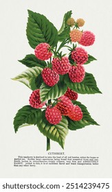 Cuthbert raspberry lithograph.  Digitally enhanced from our own original 1900 edition plates of Botanical Specimen published by Rochester Lithographing and Printing Company.