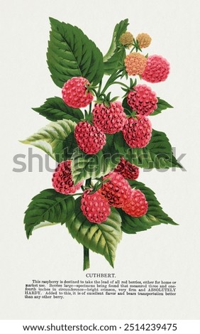 Cuthbert raspberry lithograph.  Digitally enhanced from our own original 1900 edition plates of Botanical Specimen published by Rochester Lithographing and Printing Company.