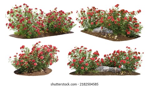 Cutout Flowering Bush Isolated On White Background. Red Rose Shrub For Landscaping Or Garden Design. Photorealistic 3D Rendering For Professional Composition 