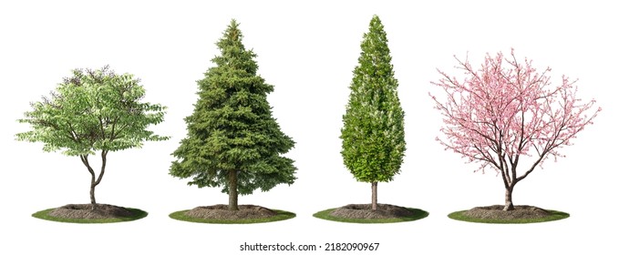 Cutout shrubs for garden design or landscaping. Group of trees and pine isolated on white background. Photorealisc 3D rendering for professional composition