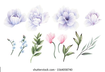 Cyclamen, peonies and leaves. Flowers can be used as greeting card, invitation card for wedding, birthday and other holiday and  summer background. Watercolor illustration