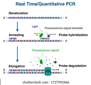 The Cycles Of CDNA Molecule Amplification By Real Time/ Quantitative Polymerase Chain Reaction, RT-PCR Or Q-PCR