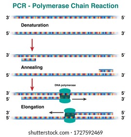 Polymerase Chain Reaction Simple