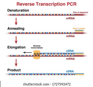 The Cycles Of MRNA And CDNA Molecules Amplification By Reverse Transcription Polymerase Chain Reaction, RT-PCR