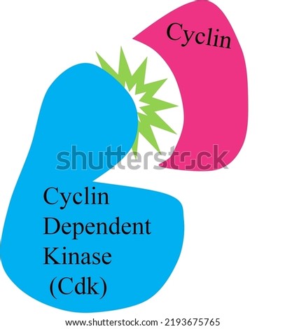 Cyclin dependent kinase, cyclin complex, cyclin-cdk.