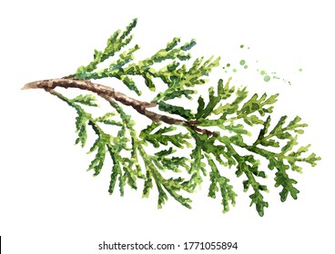 Cypress branch with needles. Hand drawn watercolor illustration, isolated on white background