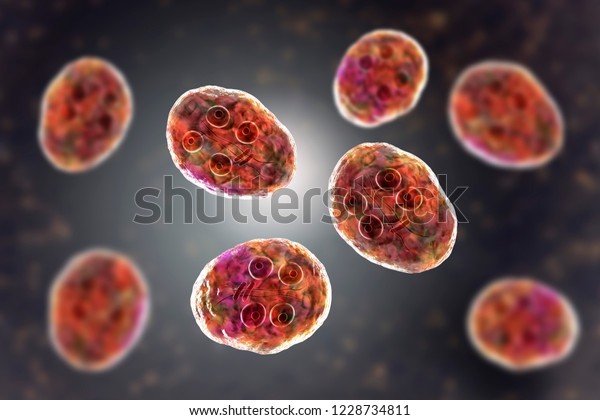 Cyst Giardia Intestinalis Protozoan Formely Known Stock Illustration 1228734811 Shutterstock 2715