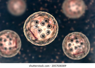Cysts of Entamoeba coli protozoan, 3D illustration. E. coli is a non-pathogenic ameba, its cyst is 15-25 mkm, has 8 nuclei and chromatoidal bar elongated with splintered ends (shown red) Stock Illustration