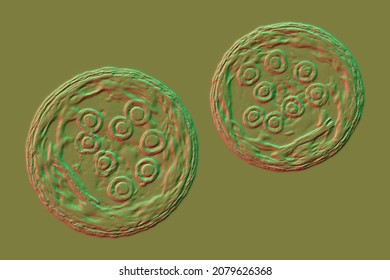 Cysts of Entamoeba coli protozoan, 3D illustration. E. coli is a non-pathogenic ameba, its cyst is 15-25 mkm, has 8 nuclei and chromatoidal bar elongated with splintered ends Stock Illustration