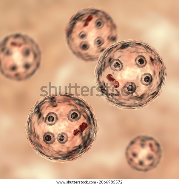 Cysts Entamoeba Histolytica 3d Illustration Parasitic Stock Illustration 2066985572 Shutterstock 7392