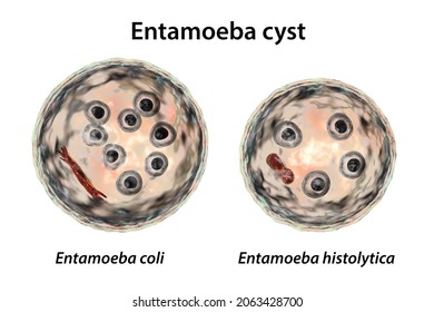 Cysts of Entamoeba protozoan, 3D illustration. Entamoeba coli and E. histolytica Stock Illustration