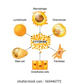 Cytokines Are Produced By Macrophages, Lymphocytes, Mast Cells. Cytokines Include Chemokines, Interferons, Interleukins, Lymphokines, And Tumour Necrosis Factors, But Not Hormones Or Growth Factors