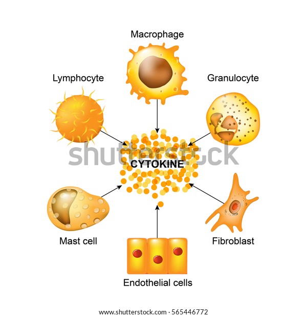 サイトカインは マクロファージ リンパ球 肥満細胞によって産生される サイトカイン には ケモキン インターフェロン インターロイキン リンパキン 腫瘍壊死因子が含まれるが ホルモンや成長因子は含まれない のイラスト素材