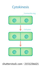 Cytokinesis Process Of Plant With Cell Plate Mechanism In Cytoplasm On White Background.