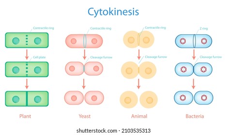 Cytokinesis Process Of Plant, Yeast, Animal And Bacteria Cell With Difference Mechanism On White Background.