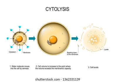 Cytolysis. Osmotic lysis. Water enter the cell and causes its volume to increase to the point where the volume exceeds the membrane's capacity and the cell bursts. diagram for educational, medical use