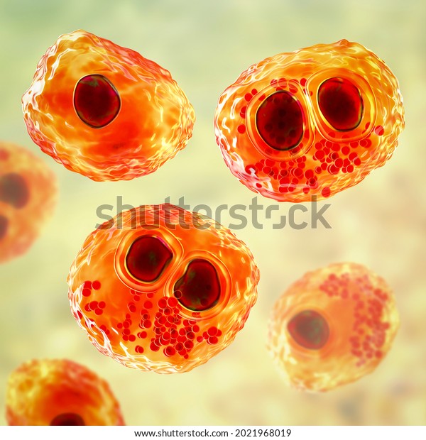 Cytomegalovirus Cmv Human Cell Owls Eye Stock Illustration 2021968019 ...