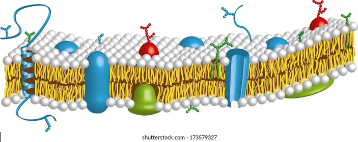 Cytoplasm/ illustrated part of cell membrane