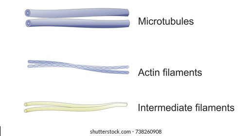 Structures Of The Cytoskeleton Chart