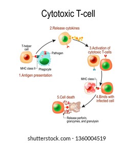 Cytotoxic T cell. T-cell regulate immune responses, release the perforin and granzymes, and attack infected or cancerous cells. Through the action of perforin, granzymes enter the cytoplasm