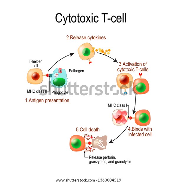 cell regulate krm