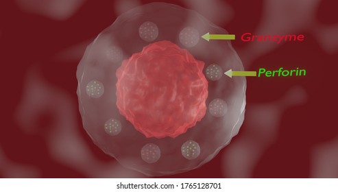 Cytotoxic T Lymphocyte Showing The Cytotoxic Substances, Perforin And Granzyme, In 3d Illustration