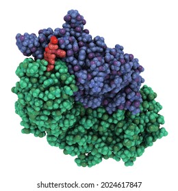 Dabigatran antidote protein bound to dabigatran  Structure of an antibody-fragment (Fab) that binds the anticoagulant dabigatran  3D illustration 
