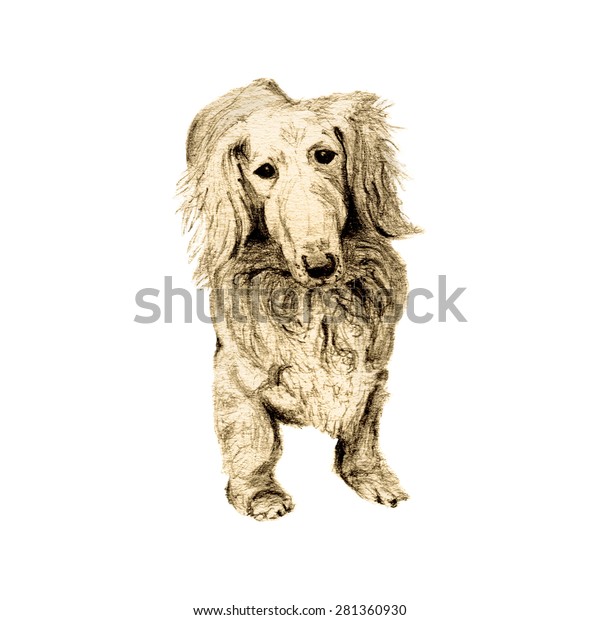Dachshund Miniature Long Haired Dog Looking Stock