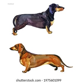 Dachshund. Watercolor Hunting Dog Breed Clipart