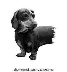 Dachshund, Weenie Dog, Teckel, imagen de arte digital de perros insignia aislada en el fondo blanco. Perro de origen alemán. Retrato dibujado a mano con mascota. Diseño gráfico de imágenes prediseñadas para web, impresión