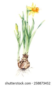 Daffodil spring flower or narcissus, watercolor botanical illustration