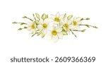 Daffodils or Narcissus in a composition with spring branches with buds Watercolor illustration isolated from background. Arrangement of daffodils for cards, invitations, textiles, branding.