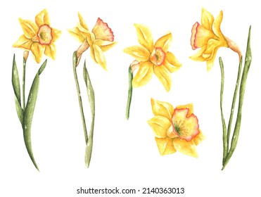 Daffodils watercolor illustration set. Buds, flowers, blooming, petal. Spring flowers. Yellow daffodils. Bouquet. Spring garden. For printing on stickers, postcards, packaging, textiles, invitations