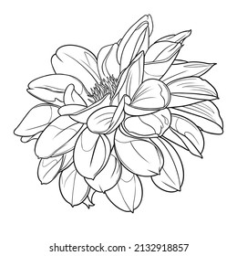 Dahlia Breannon Illustration Floral Design Stock Illustration ...