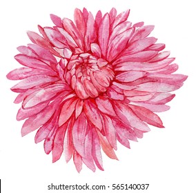 Dahlia Flower Isolated. Illustration Watercolor