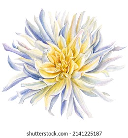 Dahlia Isolated On White Background. Hand Painted Botanical Illustration. Floral Artwork. Watercolor Flower.