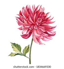 Dahlias flower, watercolor botanical illustration, hand drawing