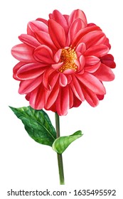 dahlias on a white background, watercolor illustration, botanical painting, beautiful flower, holiday Valentine's Day, greeting card