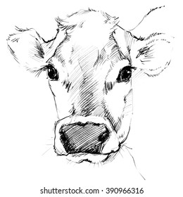 Dairy cow pencil sketch. Animal farm
