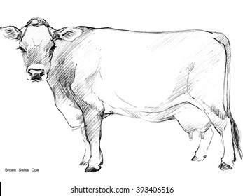 Dairy Cow Pencil Sketch. Brown Swiss Breed