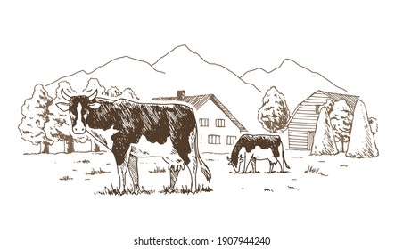 Dairy Farm. Cows Graze In The Meadow. Rural Landscape, Village Vintage Sketch.