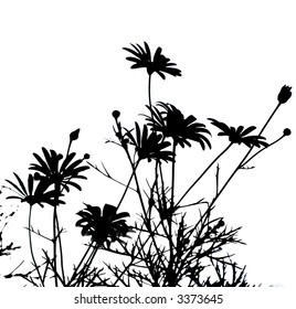 daisies silhouettes against white background