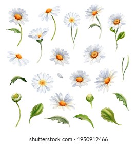 Daisy flower clipart. Watercolor romantic botanical illustration. Set of floral elements. Handpainted summer rustic wildflowers. Camomile for card, wedding invitation and other decoration